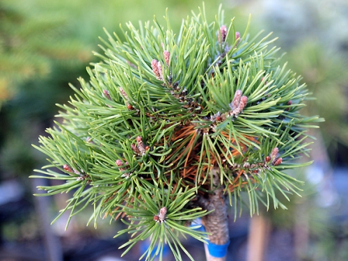 Pinus mugo 'Mini Mops Pa'